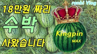 ranbi Vlog [킹핀 맥스 Kingpin Max] 볼린이~ 3개월만에 마이 볼 구입하다 !!