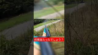 猟犬に山を追い出された鹿を撃つ#狩猟#猟犬