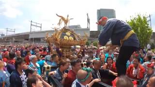 令和元年  　田端八幡神社（ 大祭 ）本社神輿 六年に一度渡御です　迫力満点です　「生」。