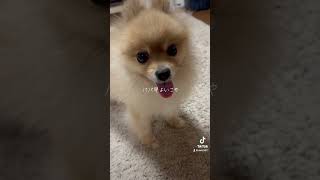 パパ早よ上がろうやオレもうおねむやで【ポメラニアン】#ポン太 #ポメラニアン #pomeranian #モフモフ #ペロリ