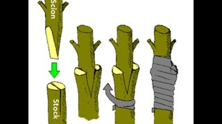 How To Grafting Fruit Trees | Graft Meaning (Urdu/Hindi) How To Grafting Fruit Trees | Graft Meaning (Urdu/Hindi)