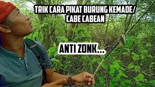 trik cara pikat burung kemade | pikat cabe cabean / pikat burung kecil