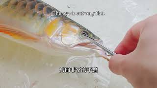 龍魚掉眼手術，小心翼翼生怕手抖就瞎了！#觀賞魚 #龍魚手術 #養魚日記 #紅龍魚