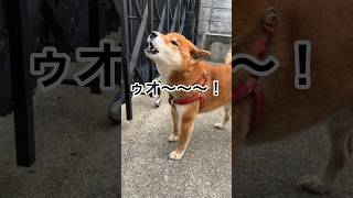 力丸は、遊びも遠吠えも絶好調！#遠吠え #遠吠え犬 #柴犬 #柴犬のいる暮らし #柴犬の日常 #力丸