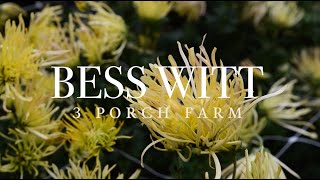 'Bess Witt' Heirloom Chrysanthemum