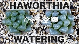 ハオルチア 紫オブツーサの吸水の4日間のタイムラプス。 Haworthia obtsusa timelapse watering 4k video by GO PRO HERO5 BLACK