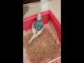 さし餌　インコ　雛　セキセイインコ