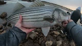 Catching A Freshwater Whale...