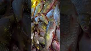 ត្រីឆ្ពិនធំៗ Fish river #video #fish #riverfish #subscribe #shorts