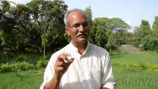 Permaculture: Madhuca Indica Longifolia oil extraction