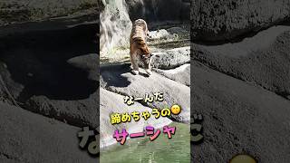 なーんだサーシャ😄拾わないと【最後までやらないとダメ】 #浜松市動物園 #はまzoo #のんほいパーク #アムールトラ #サーシャ#円山動物園 #福岡市動物園