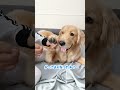 指毛ボンバーになったらお風呂の合図 dog ゴールデンレトリーバー goldenretriever 子犬