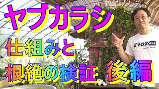 [ガーデニング] ヤブガラシの仕組みと根絶検証 後編 「キャリア28年のプロガーデナーが検証 ヤブガラシの仕組みと根絶方法の検証」