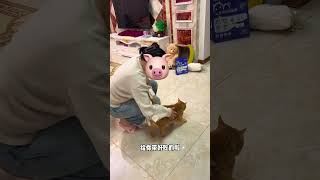 【#猫咪叫不苦】小猫亲亲会歪头真的超加分啊!!!#猫咪的迷惑行为 #不苦的日常 #喵知味猫粮