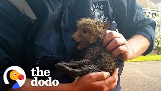 Lost Fox Cub Reunites With Mom | The Dodo