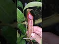 #pitcherplants #nepenthes #carnivorousplants #carnivorous #exoticplants #plants #carnivorousplant