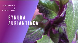 Gynura Auriantiaca :  Présentation, comment je l'entretiens \u0026 rempotage