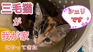 【三毛猫の子猫を飼う】保護猫の里親になりました。我が家に来た日の子猫🐈 の様子  A kitten 🐈 has arrived at my house