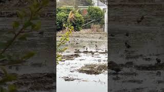 路上鳥類觀察 八哥洗澡 #nature #taiwan #bird #鳥 #birds #台灣 #animals #life #garden #farm #shower #shorts