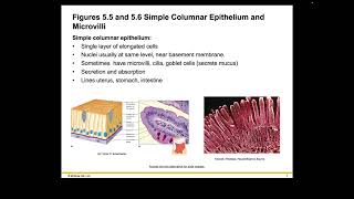 Becker Ch 5 Recorded Lecture Part 1 Welsh Holes HumanA&P 2024 Release PPT Accessible