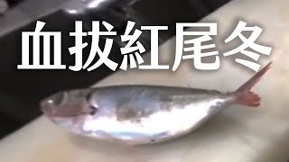 【海洋主廚愛爾文魚類處理】如何血拔紅尾冬（無斑圓鰺）？｜How to remove Blood of Decapterus kurroides?