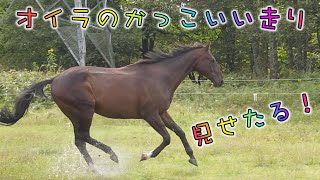 あーこっこ乗馬日記〜オイラのかっこいい走り、見せたる！