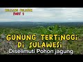 Gunung tertinggi di Sulawesi diselimuti Pohon jagung  | pelosok pedalaman Sulawesi