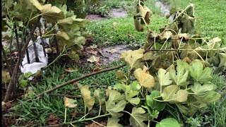 大雨肆虐下的無花果樹災情。2021年6月6日