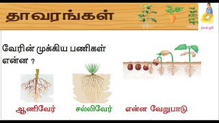 ஆணிவேர் ,சல்லிவேர்  என்பது என்ன ?Main Function of Root  || ThagavalThuli..