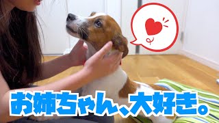 お姉ちゃんに、たくさん遊んでもらえた1日。お姉ちゃんがいなくなったあとは、寂しげな我が家の愛犬。 ジャックラッセルテリアのさくら Jack Russell Terrier Sakura.