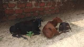 ಸುಂದರ ವರ್ಣದ ಮಲೆನಾಡು ಗಿಡ್ಡ ಹಸುಗಳು.Beautiful color Malenadu gidda cows.