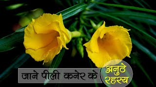 जानें पिली कनेर के अनूठे रहस्य || Yellow kaner