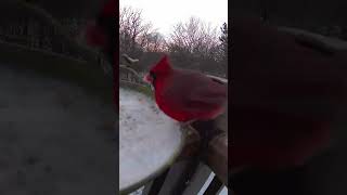 What a stunning cardinal in Winter!观赏冬季的北美红雀。#birds #鸟类 #birdwatching #wildlife