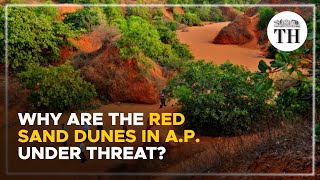 Why are the red sand dunes in A.P. under threat? | The Hindu