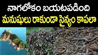 OMG UNBELIEVABLE SNAKES ISLAND | NAAGA LOKAM | SNAKES WORLD | SNAKES ISLAND| పాముల ప్రపంచం | నాగలోకం