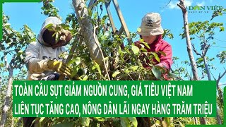 Toàn cầu sụt giảm nguồn cung, giá tiêu Việt Nam liên tục tăng cao, nông dân lãi ngay hàng trăm triệu