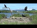 a155　大分川　モンファミリー（ハシボソガラス）oita river　mon family wild carrion crow