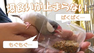 食欲の秋！？すごい勢いで食べる姿も可愛い文鳥よもぎ　癒し動物　面白い動物