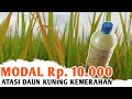 Modal Rp. 10.000 Bisa Mengatasi Daun Padi Kuning Kemerahan Seluas 1 Hektar