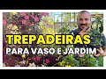 Como cultivar TREPADEIRAS em VASO ou no JARDIM