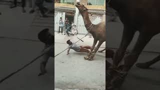 DANGEROUS CAMEL QURBANI 😢😒 || Vaali kom #shorts