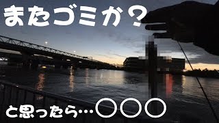 鶴見川河口側釣行またゴミ！？と思ったら〇〇〇だった！