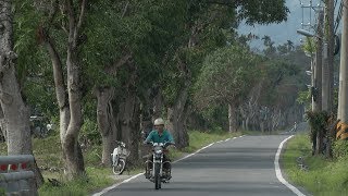 【道路開發】樹之死、六龜之生｜台27線拓寬與芒果樹遭毒殺 (我們的島 第911集  2017-06-19)