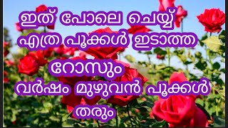 എത്ര മുരടിച്ച റോസും വർഷം മുഴുവൻ പൂക്കൾ ഇടും #floweringplant # Flowering tips