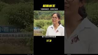 浙江小伙在家種樹，一顆能賣120萬，如今身價過億！紀錄片 #纪录片 #x調查 #紀錄片 #抗日 #纪录片解说