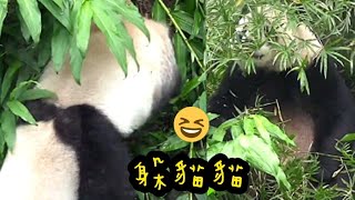 圓寶愛在草叢裡玩耍，鑽來鑽去好快樂|熊貓貓熊The Giant Panda Yuan Yuan and Yuan Bao|台北市立動物園