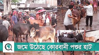 বগুড়ায় জমে উঠেছে কোরবানি পশুর হাট || Bogura Animal Market | Onnetion