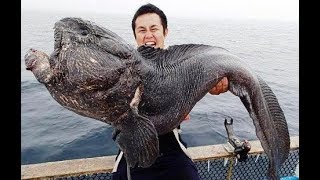 Bering Wolffish