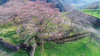 桜が咲き始めた天空の城 岡城跡（岡城址）ドローン映像 4K Okajou Castle that cherry blossoms have begun to bloom!