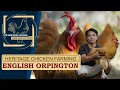 HERITAGE CHICKEN FARMING: ENGLISH ORPINGTON